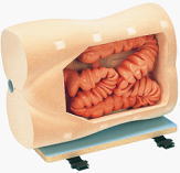 大腸内視鏡モデル